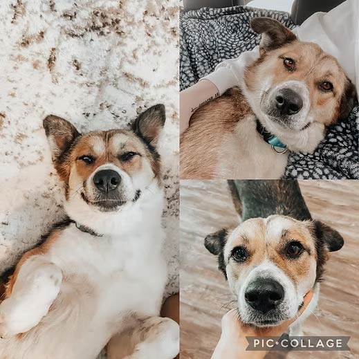Piper
